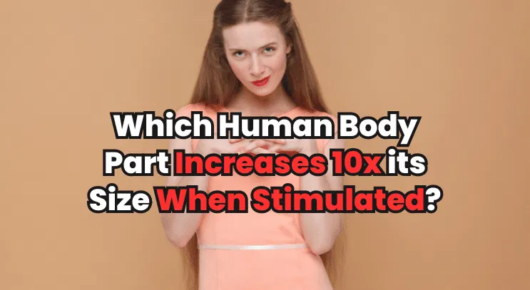 Which Human Body Part Increases 10x its Size When Stimulated?